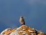 Pigliamosche mediterraneo (Muscicapa tyrrhenica) © Cosimo Gabbani