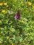 Dactylorhiza traunsteineri (Orchis de Traunsteiner) © Cécile Soudry You