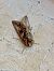 Autographa gamma © Maria Rita Gelso
