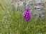 Anacamptis pyramidalis © Giulio Piras