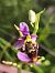 Ophrys santonica  - Richard Fay