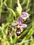 Ophrys santonica  - Richard Fay