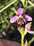 Ophrys santonica  - Richard Fay