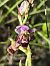 Ophrys santonica (Ophrys de Saintonge) © Richard Fay