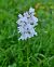 Dactylorhiza fuchsii © Laurent Bignon