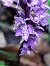 Dactylorhiza fuchsii (Orchis de Fuchs) © Françoise Peyrissat