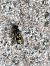 Ancistrocerus sp. © Maria Rita Gelso