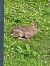 Silvilago (Sylvilagus floridanus) © Maria Rita Gelso