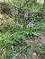 Dactylorhiza fuchsii (Orchis de Fuchs) © Arthur Léonard