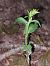 Epipactis fibri  - Bernard Sonnerat