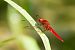 Crocothemis erythraea © Andrea Galimberti