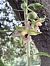 Epipactis helleborine © David Vilasís Boix