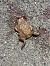 Rospo comune (Bufo bufo) © Franco Roscelli