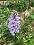Dactylorhiza fuchsii  - Olivier Boivineau