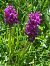 Dactylorhiza majalis (Orchis de mai) © Cécile Soudry You