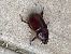 Oryctes nasicornis © Maria Rita Gelso