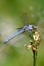 Orthetrum brunneum © Andrea Galimberti