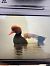 Red-crested Pochard (Netta rufina) © Giorgio Andrea Avanzo (FVG)