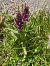 Dactylorhiza majalis (Orchis de mai) © Cécile Soudry You