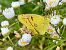 Colias crocea © Maria Rita Gelso