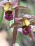 Epipactis helleborine subsp. tremolsii  - Toni Aguilera