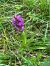 Dactylorhiza incarnata (Orchis incarnat) © Cécile Soudry You
