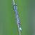 Coenagrion puella © Agustín Rivas