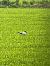 Ibis sacro (Threskiornis aethiopicus) © Emi Moser