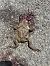 Rospo comune (Bufo bufo) © Franco Roscelli