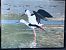 Cavaliere d'Italia (Himantopus himantopus) © Eugenio Chernolyev