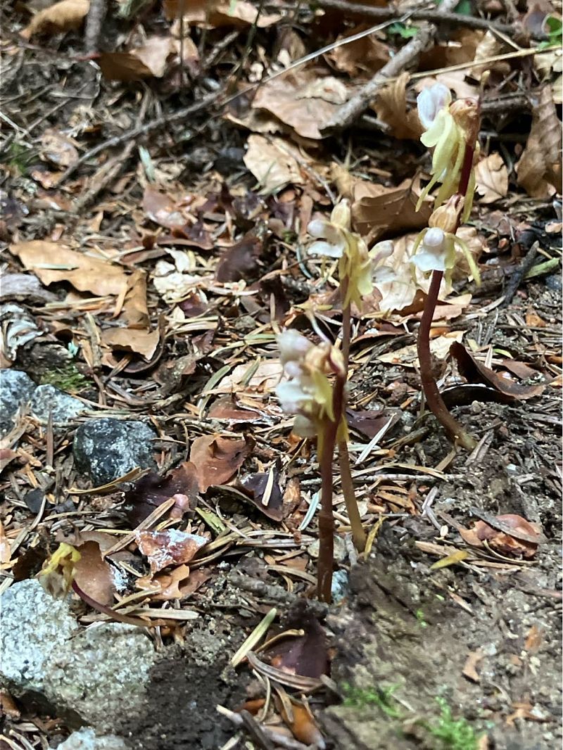 Epipogium aphyllum  - Florent de Gasperis