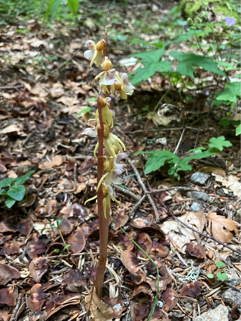 Epipogium aphyllum  - Florent de Gasperis