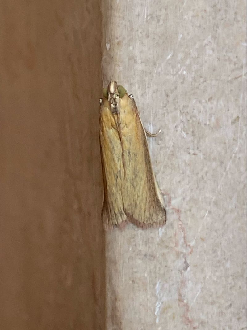 Oncocera semirubella  - Maria Rita Gelso