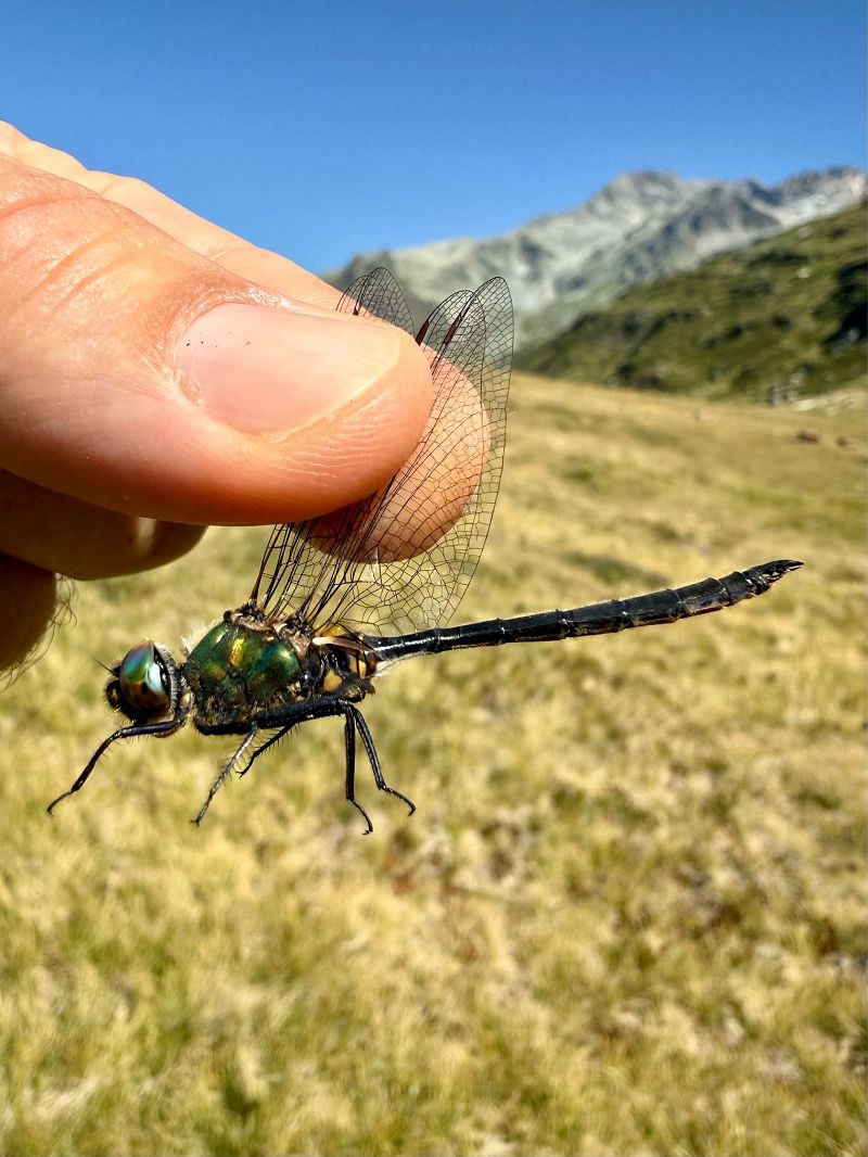 Somatochlora arctica  - Andrea Galimberti