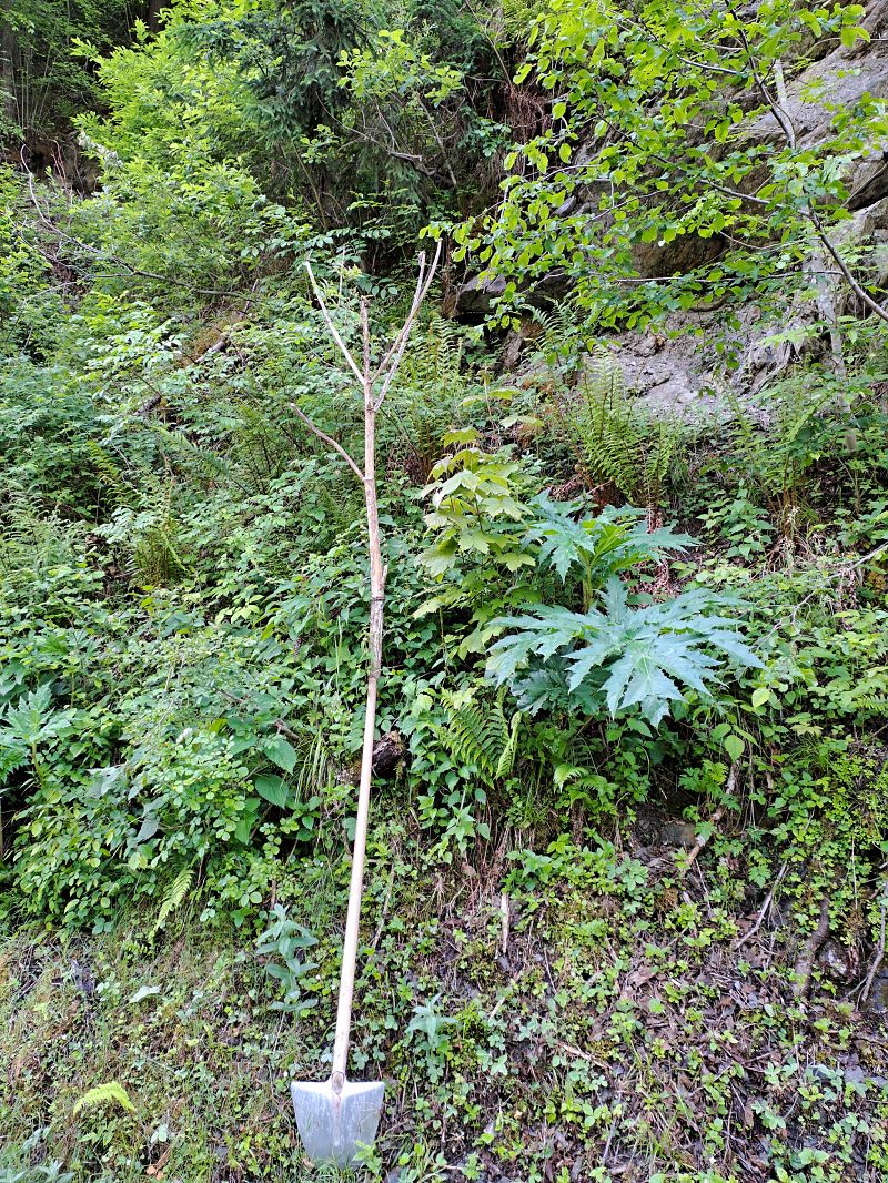 Heracleum mantegazzianum  - Grazia Romanin (FVG)
