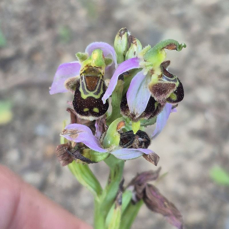 Ophrys apifera  - David Guixé