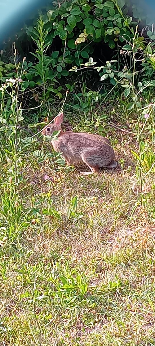 Lapin de Floride  - Lucia Pompilio