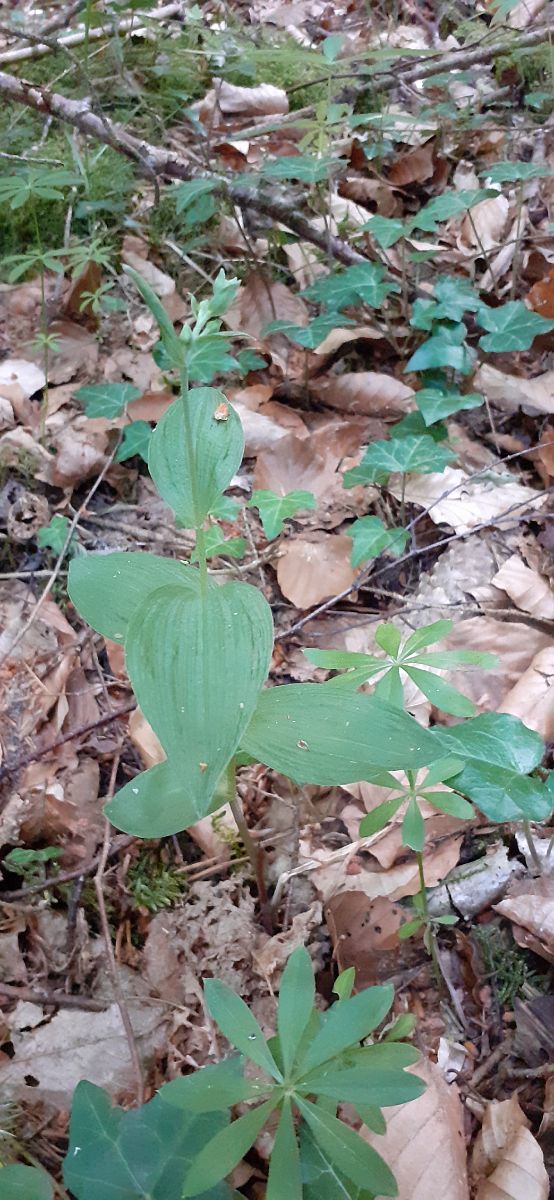 Epipactis helleborine  - Nicole Taillandier