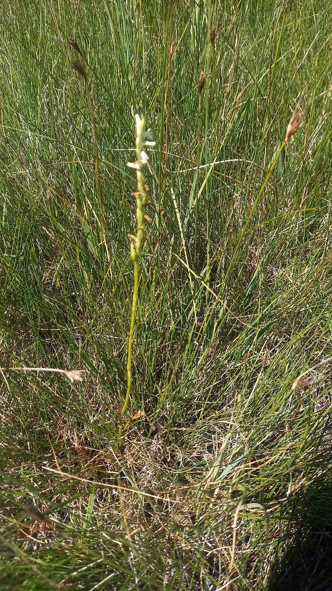 Spiranthes aestivalis  - Michel Wendling