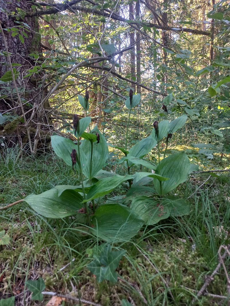 Cypripedium calceolus  - Camille Viollet