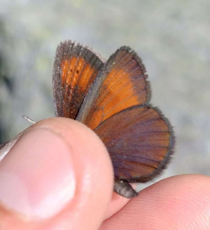 Erebia mnestra  - Battisti Andrea