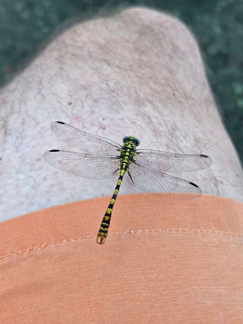Onychogomphus forcipatus  - Lucia Pompilio