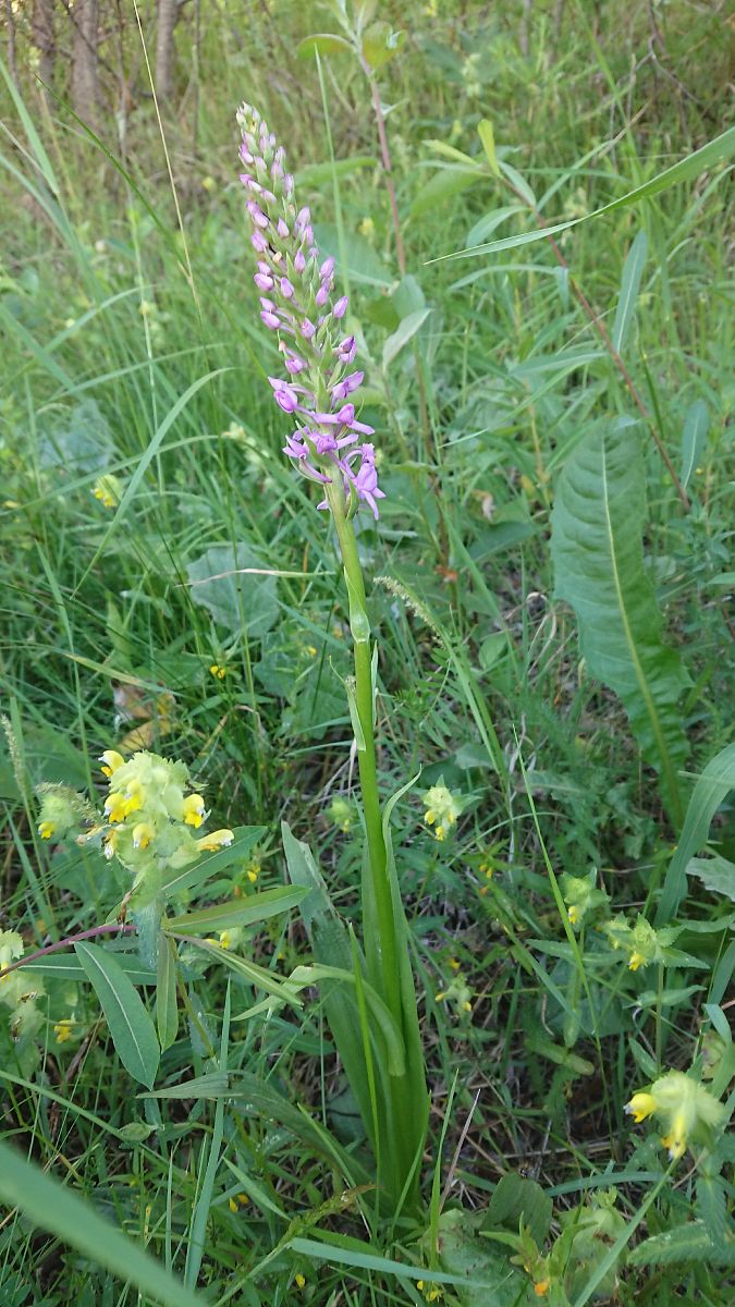 Gymnadenia conopsea  - Pernot Jean-Claude