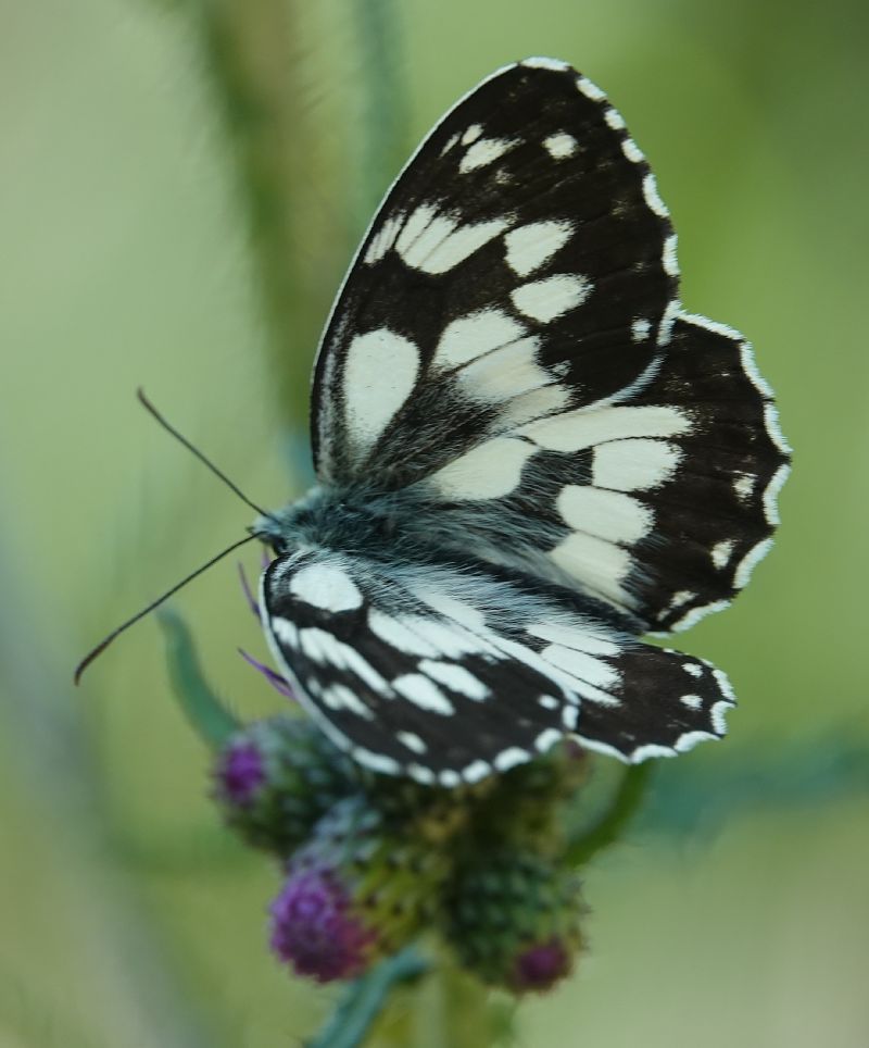 Demi-deuil  - Massimo Maldifassi