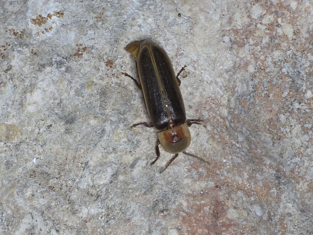 Nyctophila reichii  - Segimon Rovira Comas