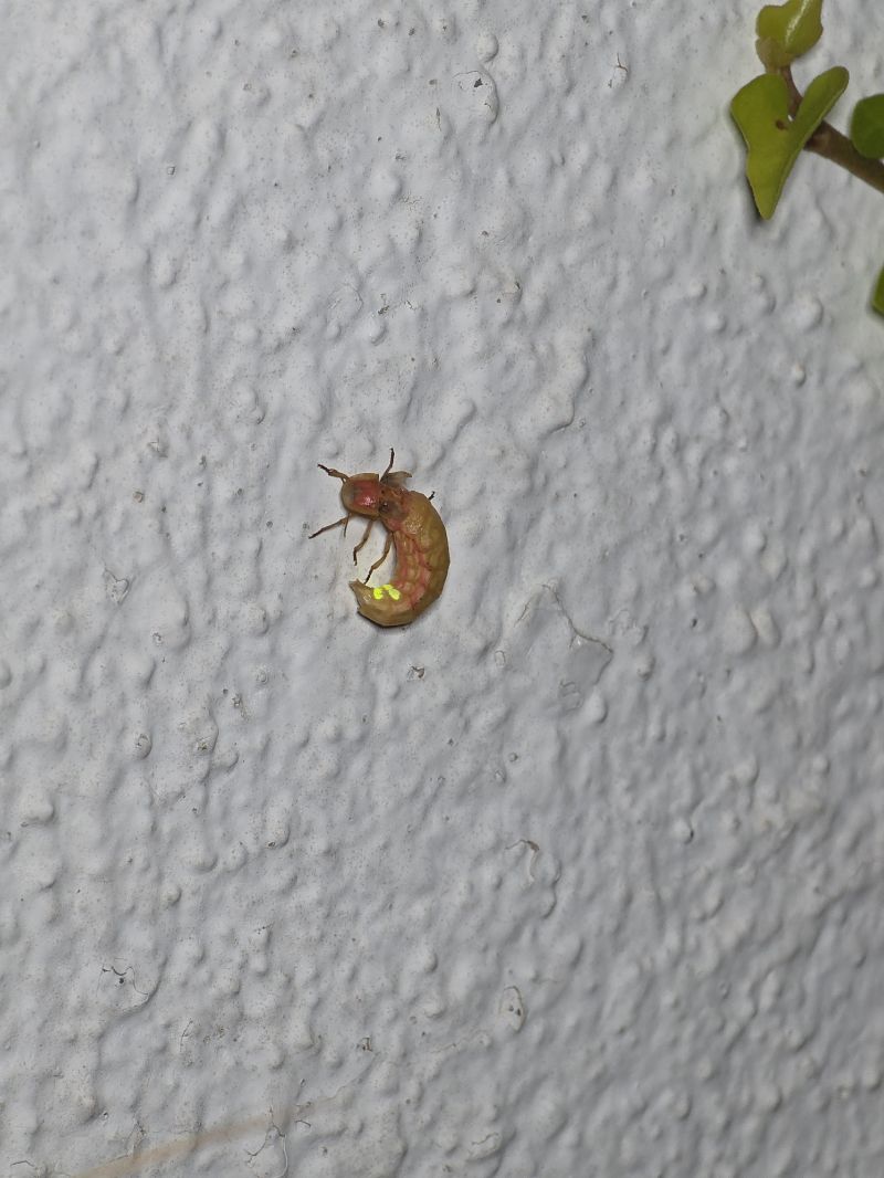 Nyctophila reichii  - Segimon Rovira Comas