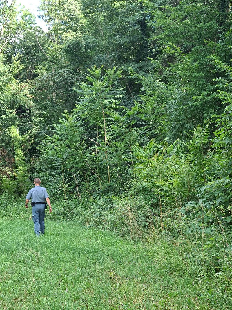 Ailanthus altissima  - Ilaria Antoniutti (FVG)