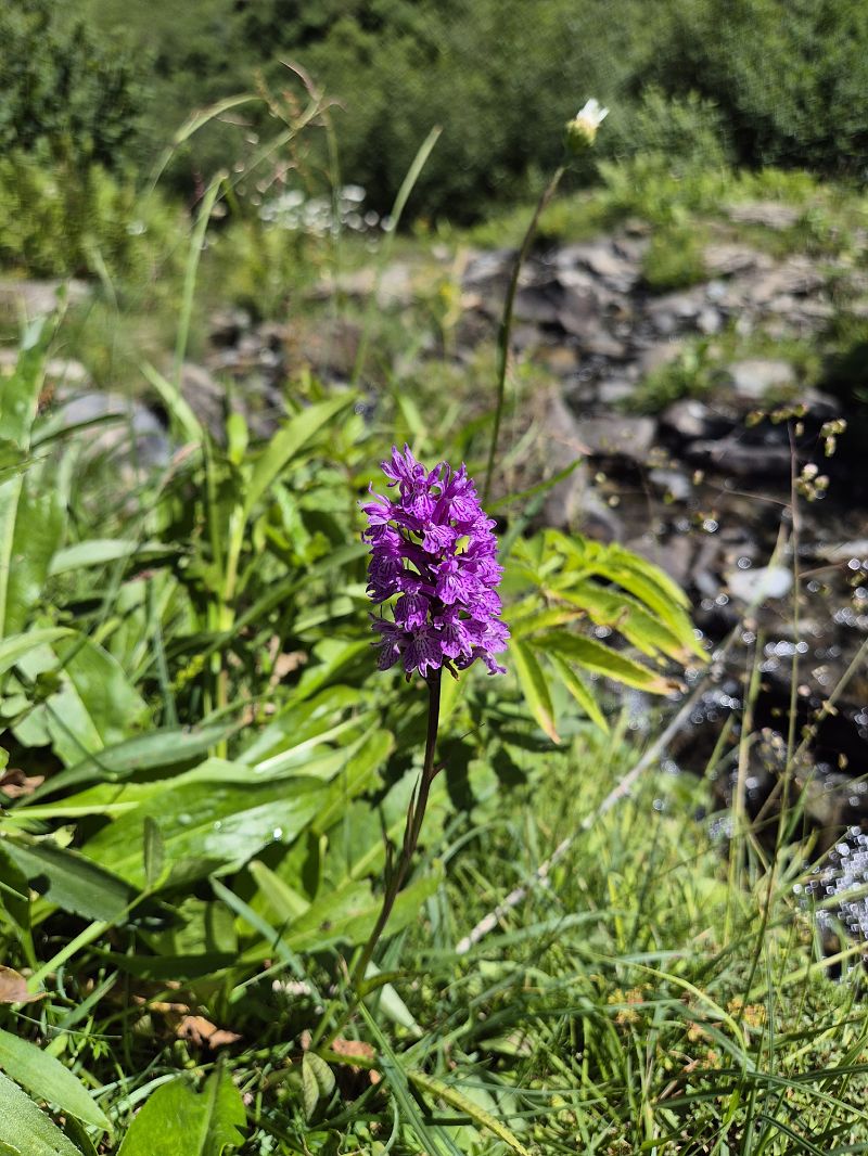 Dactylorhiza elata 
