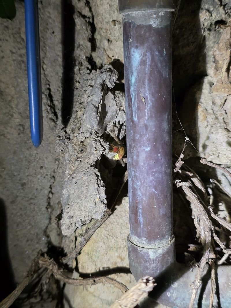 Nyctophila reichii  - Segimon Rovira Comas
