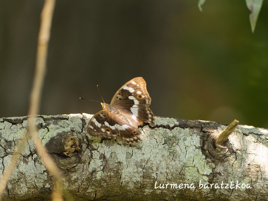 Apatura ilia  - Mikel Etxegarai